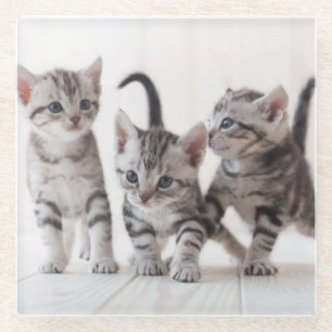 Three American Shorthair Playing Glass Coaster