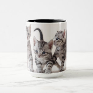 Three American Shorthair Playing Mug