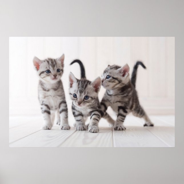 Three American Shorthair Playing Poster (Front)
