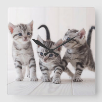 Three American Shorthair Playing Square Wall Clock