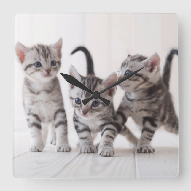 Three American Shorthair Playing Square Wall Clock (Front)