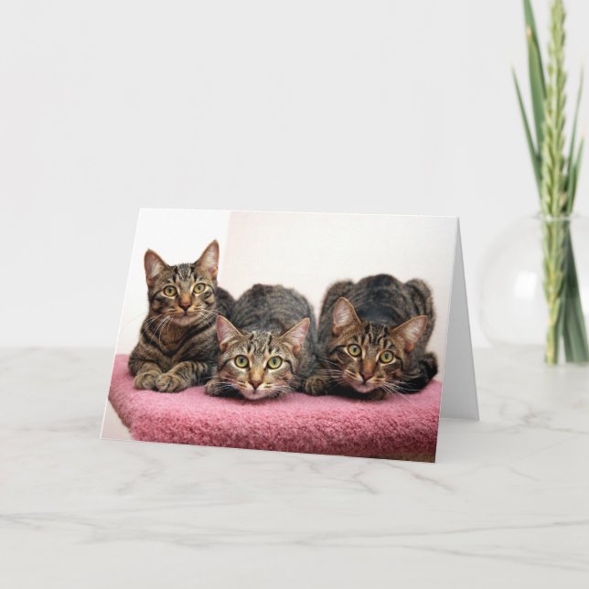 Three Amigo's Cards (Front)