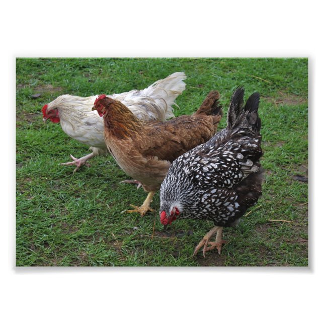 Three Amigos Photo Print (Front)