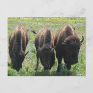 Three Amigos Postcard