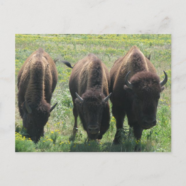 Three Amigos Postcard (Front)