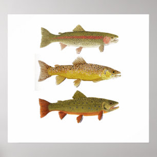 Three Amigos- Rainbow, Brown & Brook Trout 2019 Poster