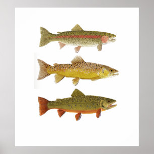 Three Amigos- Rainbow, Brown & Brook Trout Poster