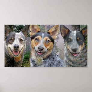 Three Australian Cattle Dogs Art Poster