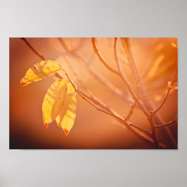 Three autumn leaves poster (Front)