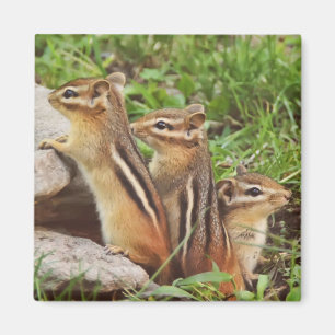 Three Baby Chipmunks Magnet
