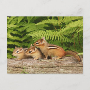 three baby chipmunks postcard