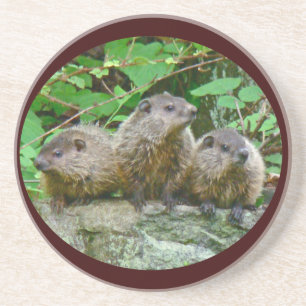 Three Baby Groundhogs Coaster