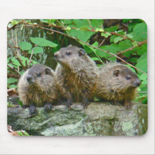 Three Baby Groundhogs Mouse Mat