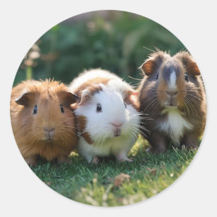 Three Baby Guinea Pigs, Classic Round Sticker