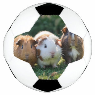 Three Baby Guinea Pigs, Football