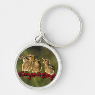 Three Baby Lanius Schach Birds Key Ring
