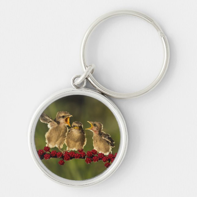 Three Baby Lanius Schach Birds Key Ring (Front)