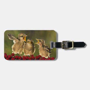 Three Baby Lanius Schach Birds Luggage Tag