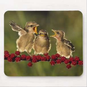 Three Baby Lanius Schach Birds Mouse Mat
