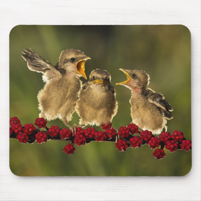 Three Baby Lanius Schach Birds Mouse Mat (Front)