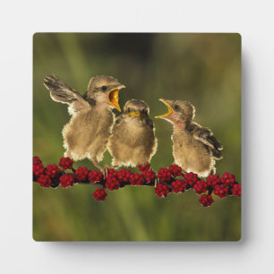 Three Baby Lanius Schach Birds Plaque