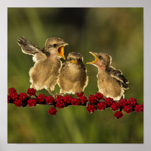 Three Baby Lanius Schach Birds Poster