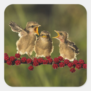 Three Baby Lanius Schach Birds Square Sticker