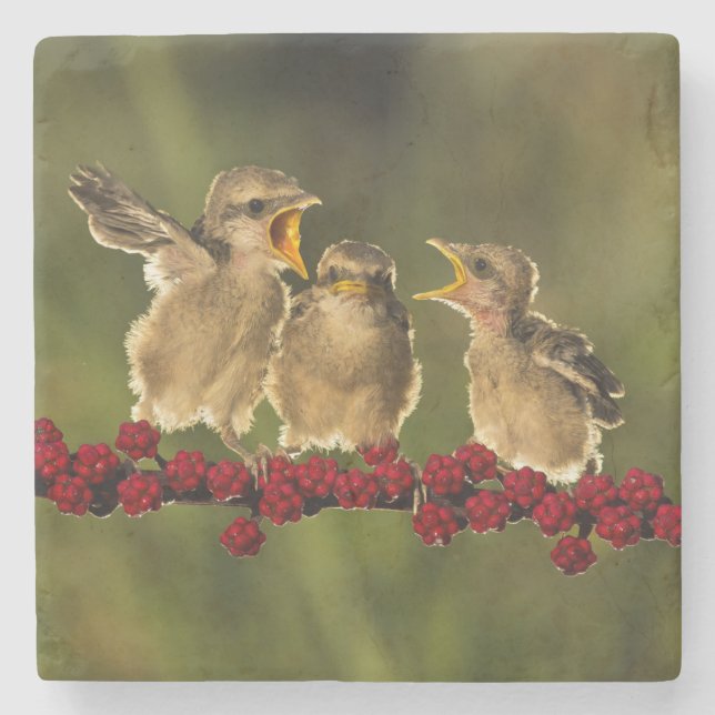Three Baby Lanius Schach Birds Stone Coaster (Front)