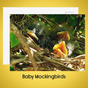 Three Baby Mockingbirds in the Nest Wildlife Photo Postcard