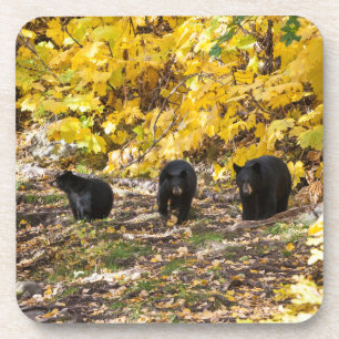 Three Bears Coaster