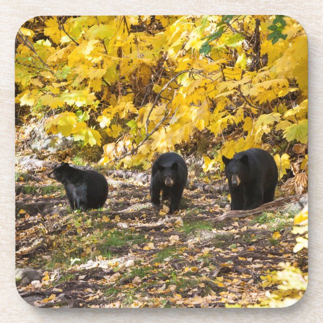 Three Bears Coaster (Front)