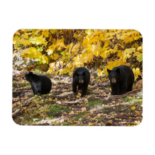 Three Bears Magnet