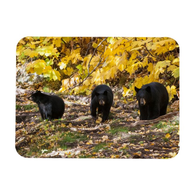 Three Bears Magnet (Horizontal)