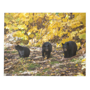 Three Bears Notepad