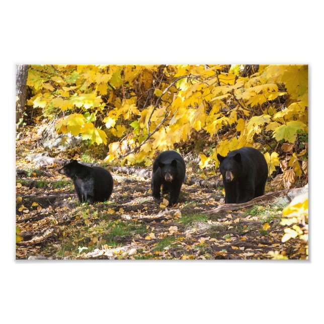 Three Bears Photo Print (Front)