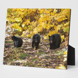 Three Bears Plaque