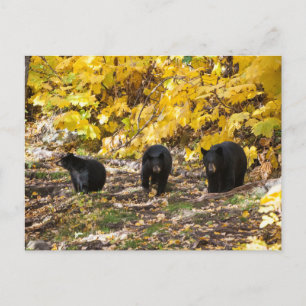 Three Bears Postcard