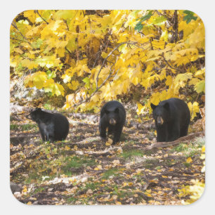 Three Bears Square Sticker
