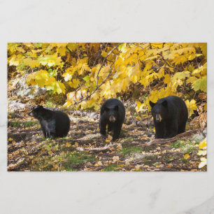 Three Bears Stationery