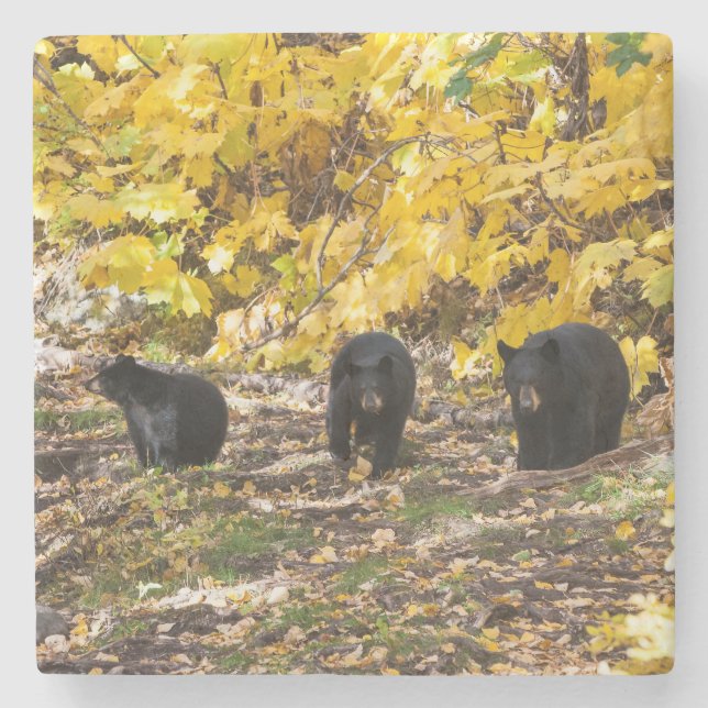 Three Bears Stone Coaster (Front)