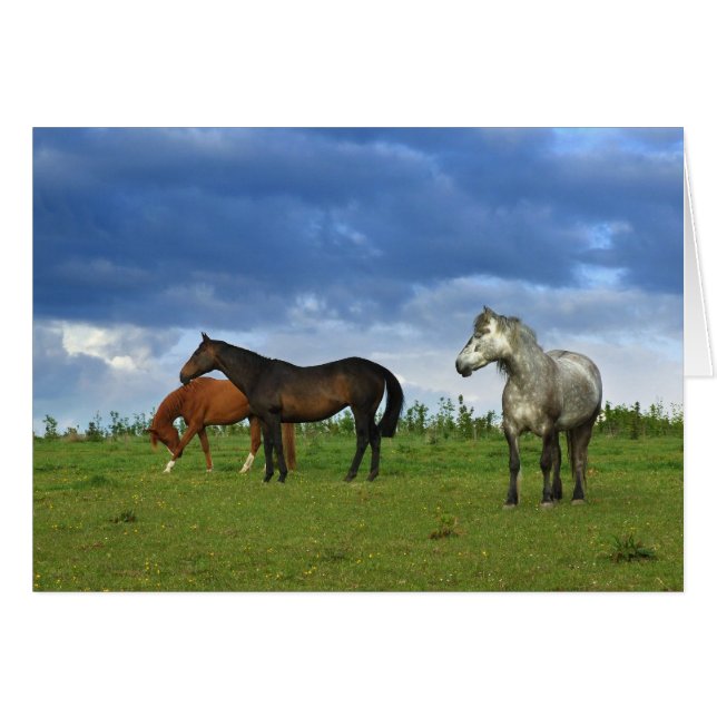 Three beautiful horses on sunny Summer day (Front Horizontal)
