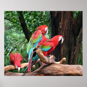 Three beautiful red, green and blue parrots poster