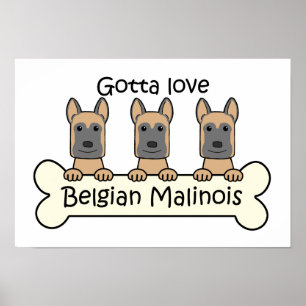Three Belgian Malinois Poster