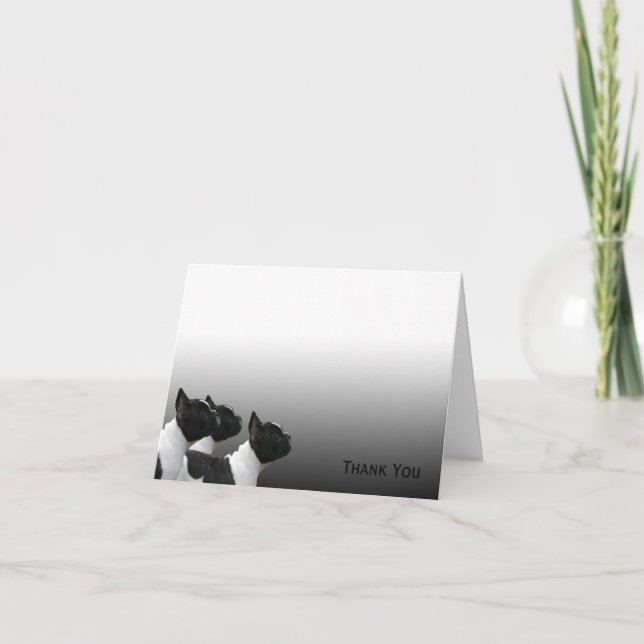 Three Black and White French Bulldogs Thank You Card (Front)