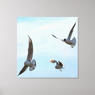 Three Black Headed Gulls Of The Bosphorus Art Canvas Print