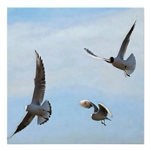 Three Black Headed Gulls Of The Bosphorus Art Poster