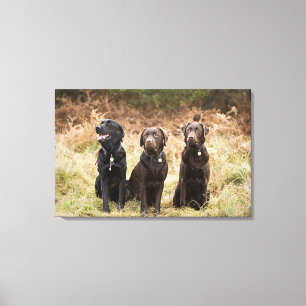 Three Black Labrador retrievers Canvas Print