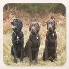 Three Black Labrador retrievers