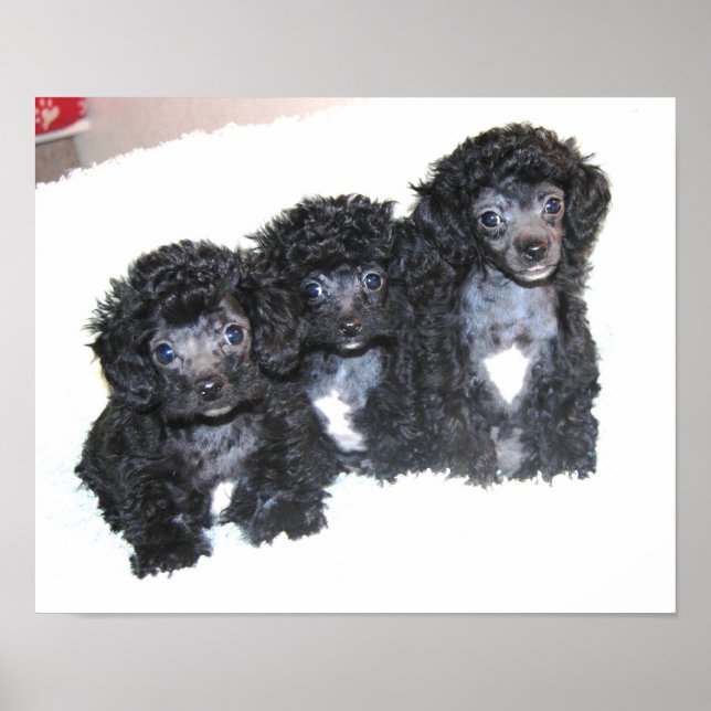 Three black Toy Poodle puppies Poster (Front)