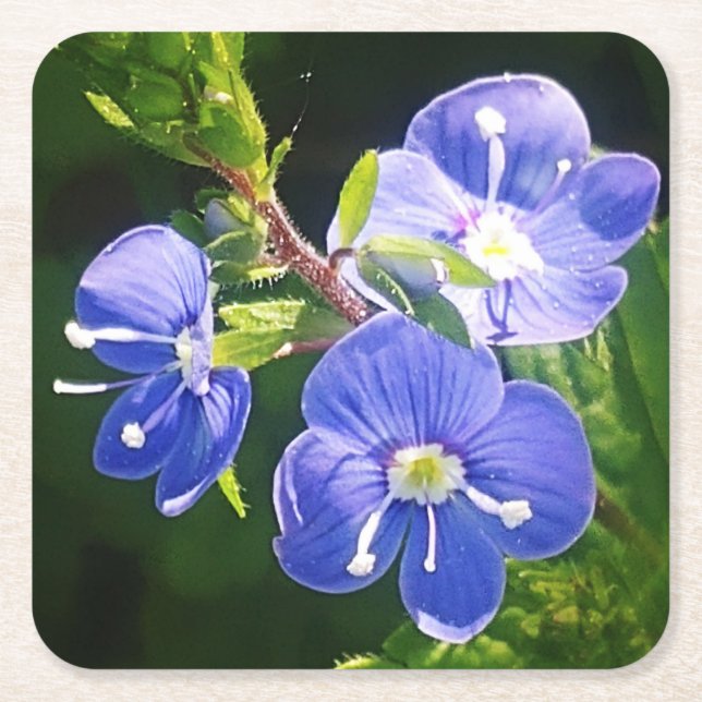 Three Blue Flowers  Square Paper Coaster (Front)